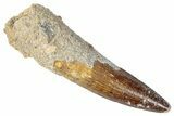Fossil Spinosaurus Tooth - Real Dinosaur Tooth #346289-1